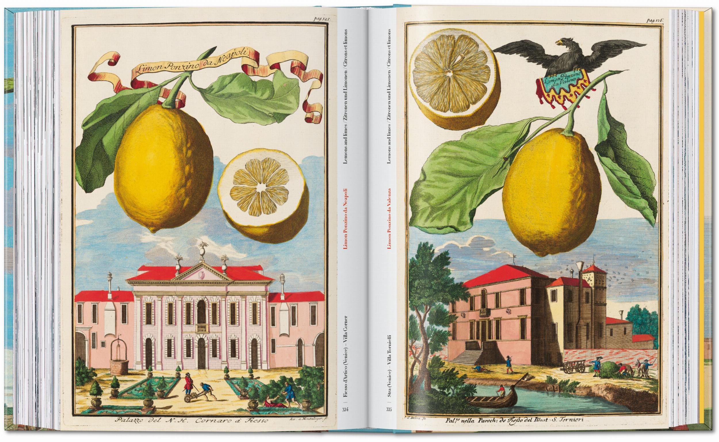 45th Anniversary: J.C. Volkamer. The Book Of Citrus Fruits