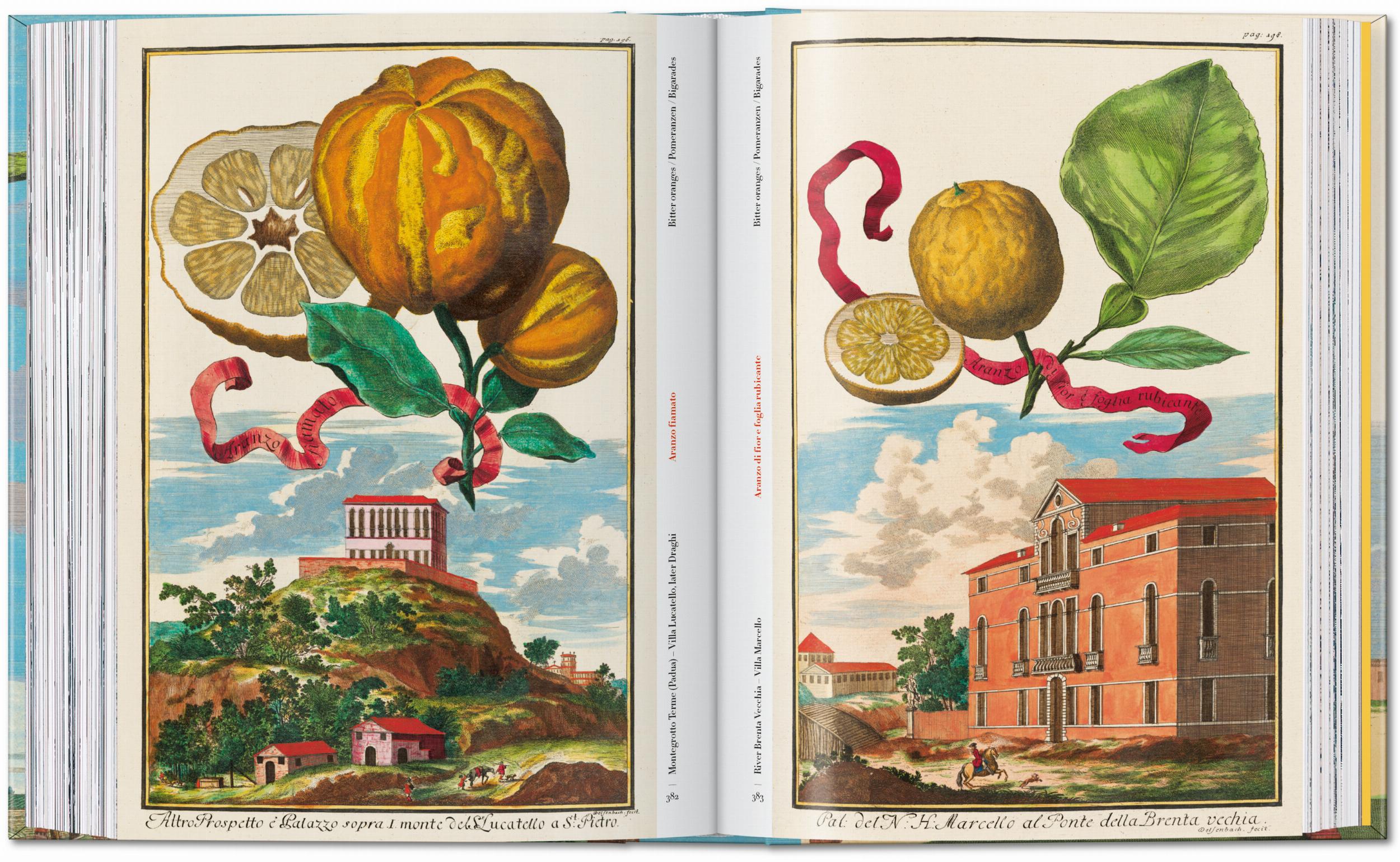 45th Anniversary: J.C. Volkamer. The Book Of Citrus Fruits