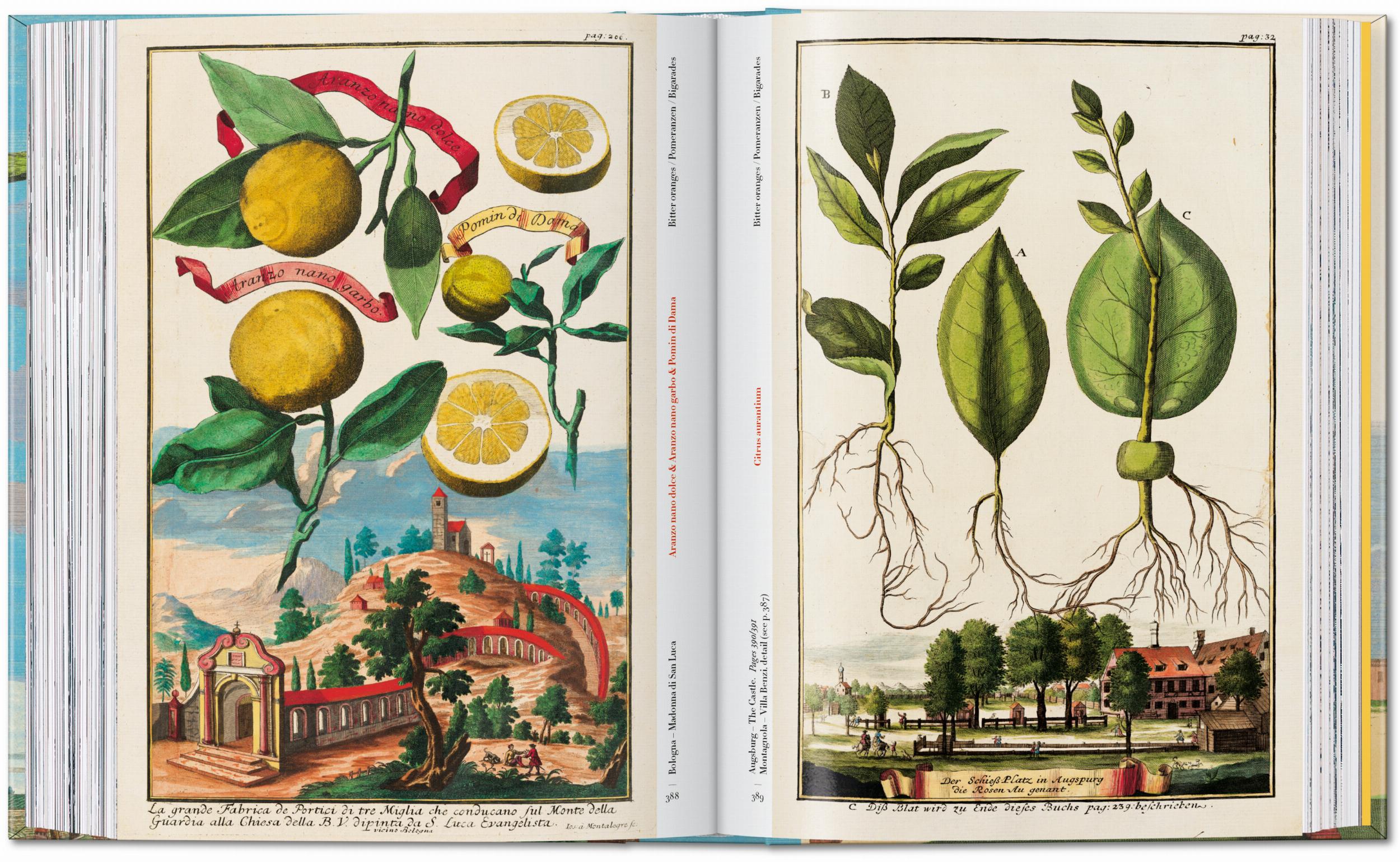 45th Anniversary: J.C. Volkamer. The Book Of Citrus Fruits