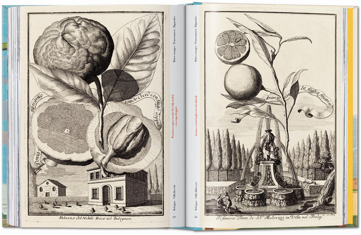 45th Anniversary: J.C. Volkamer. The Book Of Citrus Fruits