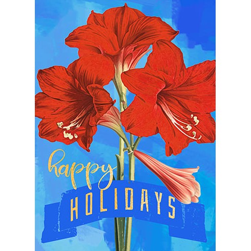 Blue Amaryllis Holiday Card