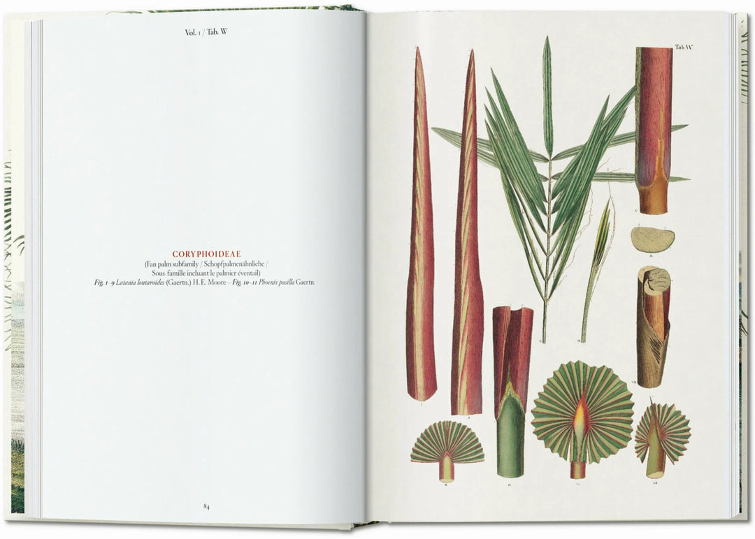 45th Anniversary: The Book Of Palms