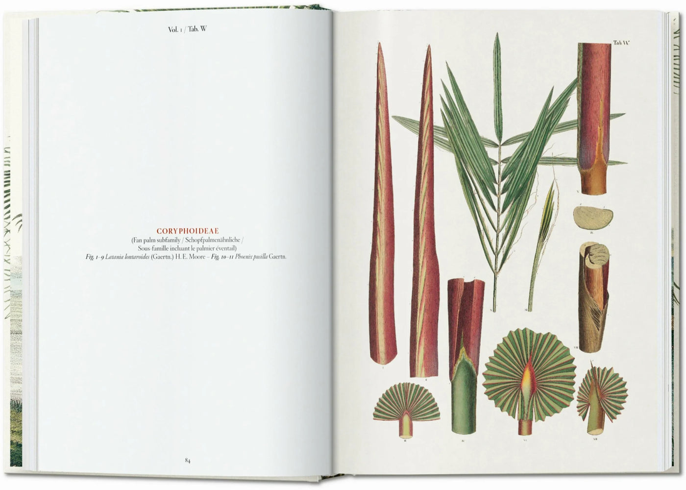 40th Anniversary: The Book Of Palms