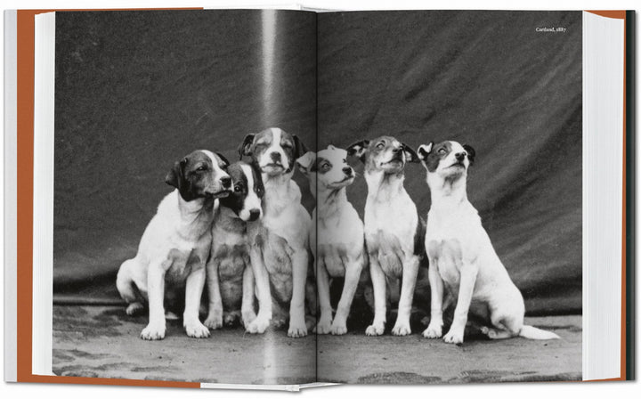 BU Hardcover: The Dog Photography 1839-Today