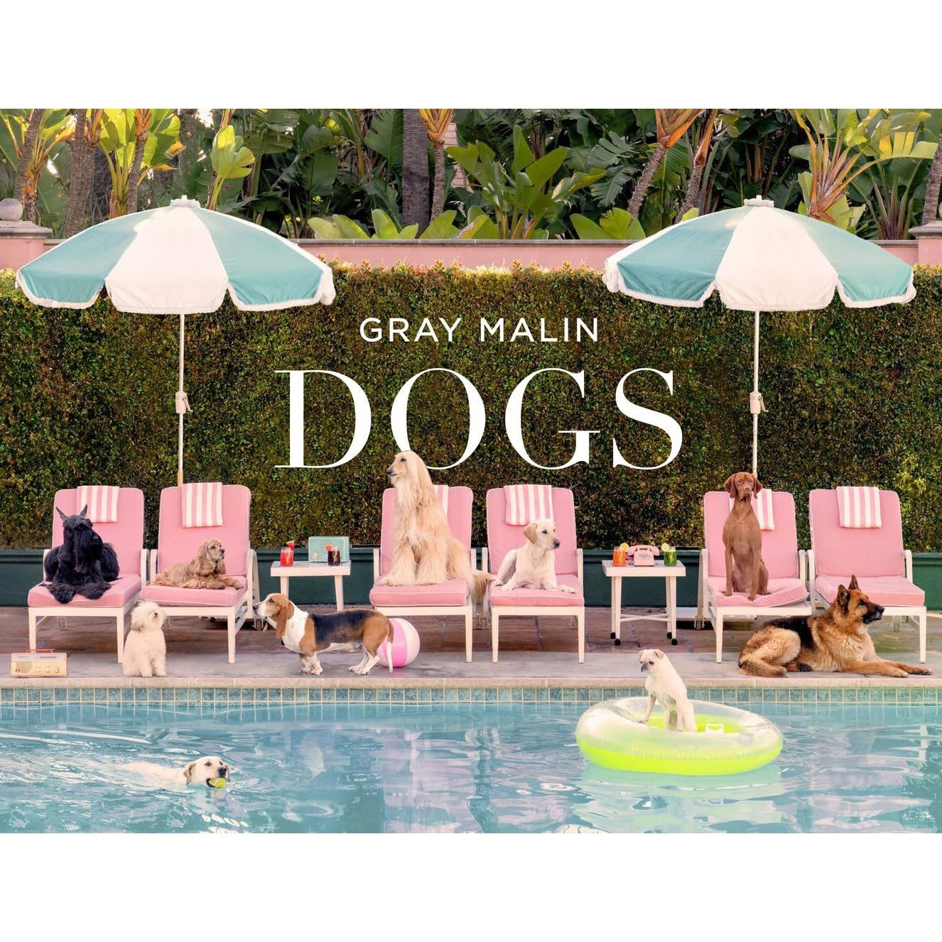 Gray Malin: Dogs - Just Fabulous Palm Springs