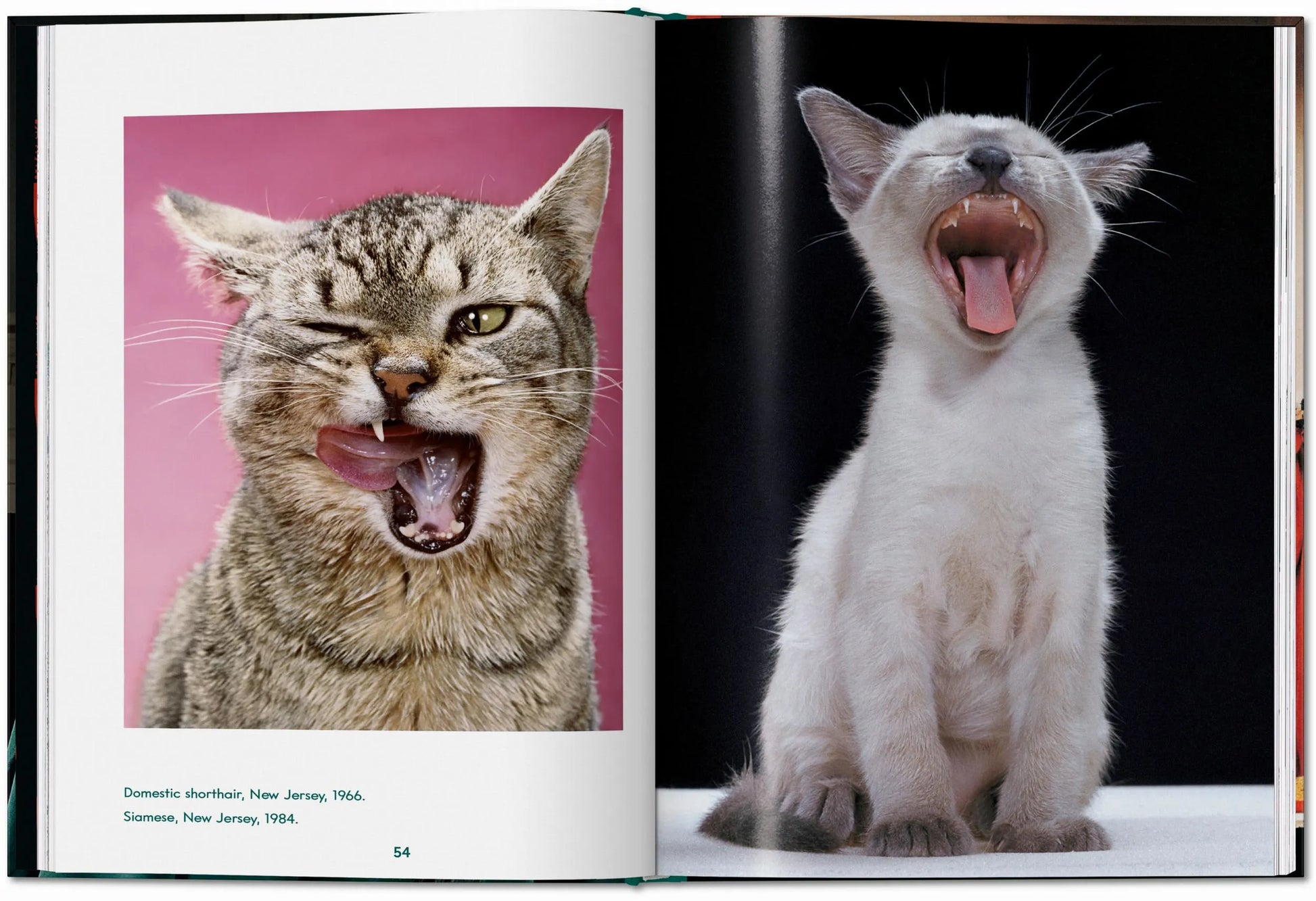 ICONS: Walter Chandoha - Cats: Photographs 1942-2018 - Just Fabulous Palm Springs