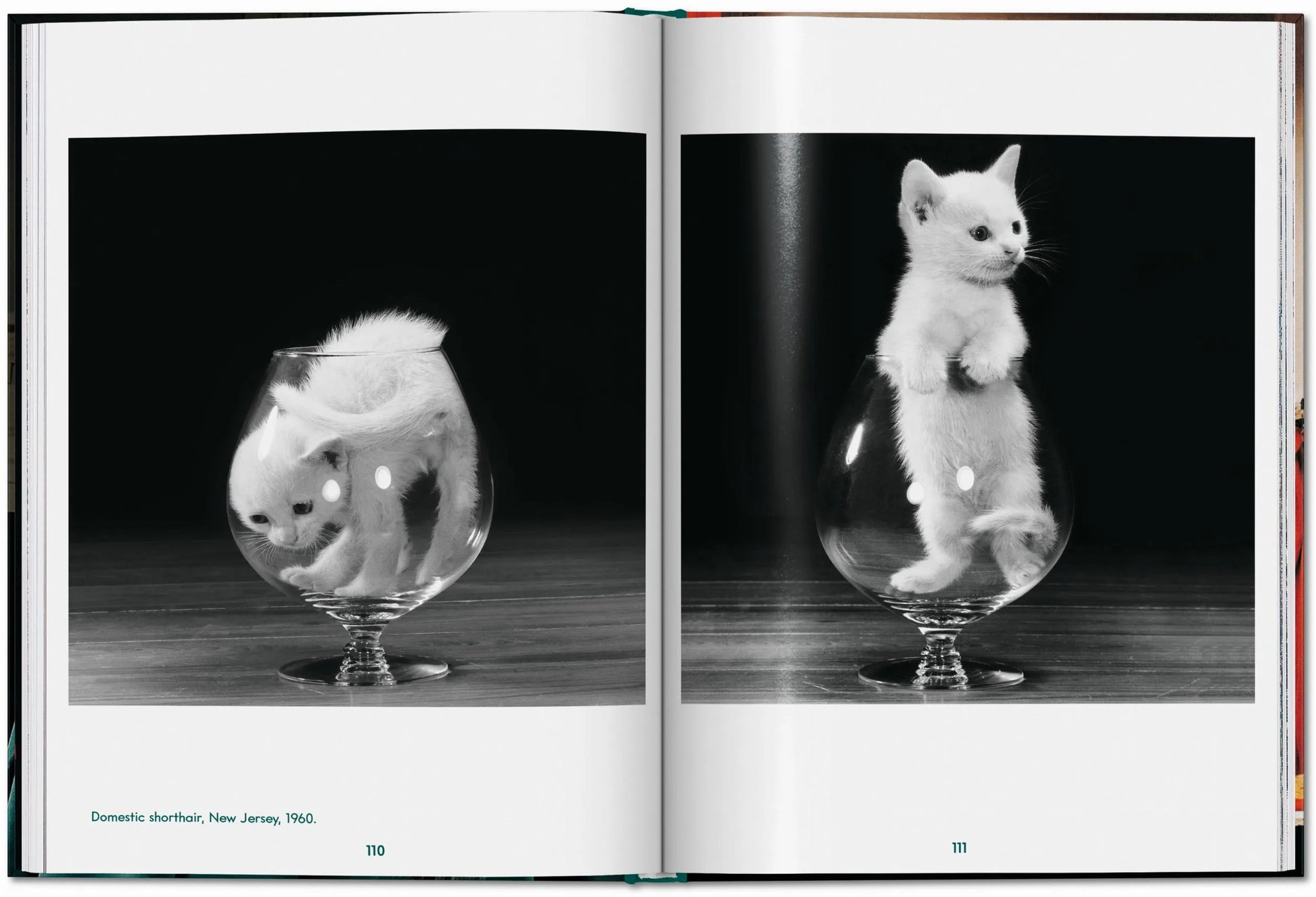 ICONS: Walter Chandoha - Cats: Photographs 1942-2018 - Just Fabulous Palm Springs