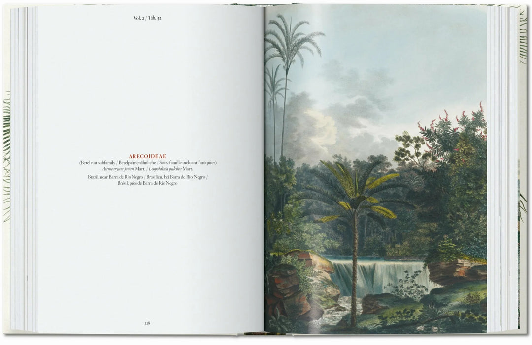 45th Anniversary: The Book Of Palms