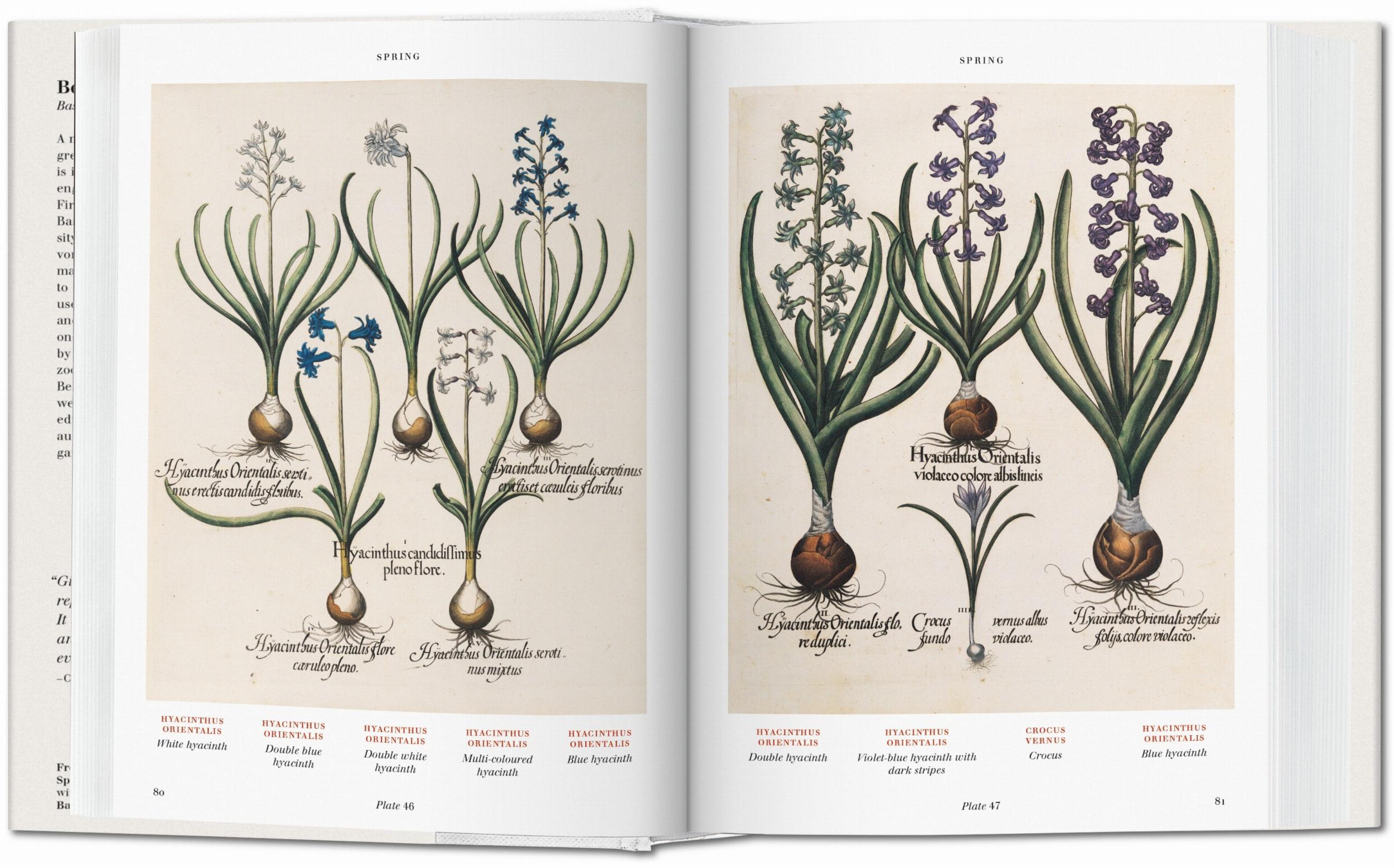 BU Hardcover: Florilegium: The Book Of Plants