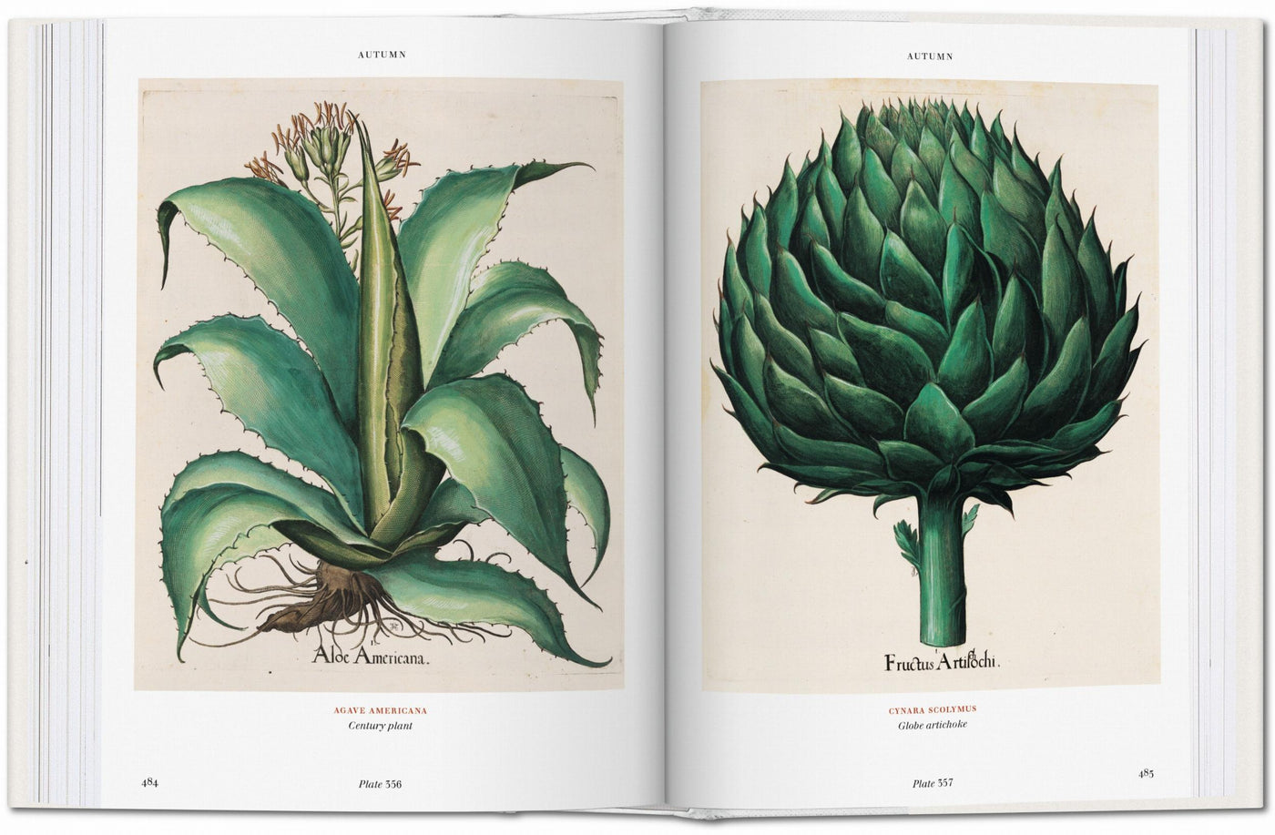 BU Hardcover: Florilegium: The Book Of Plants