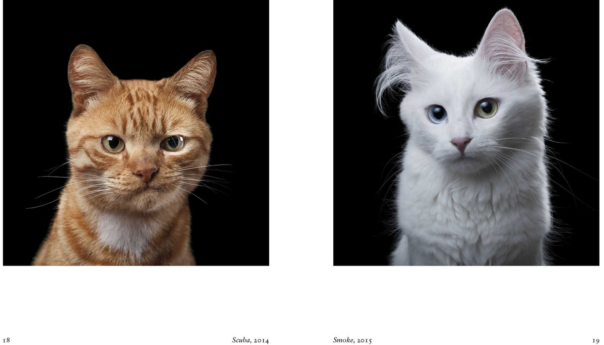 New Photography Of The Cat
