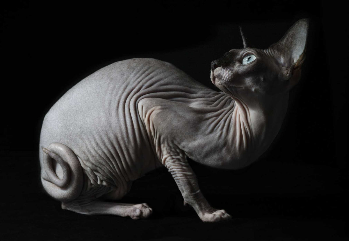 New Photography Of The Cat
