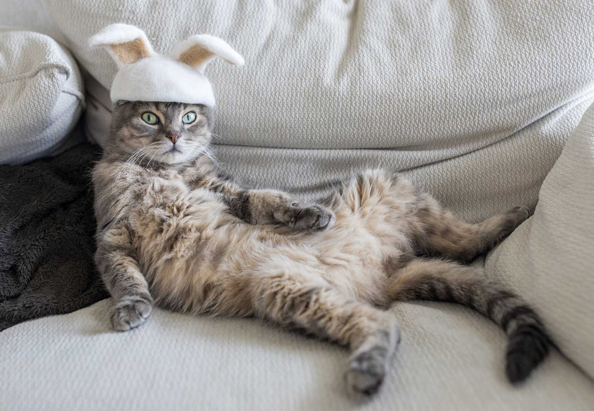 New Photography Of The Cat