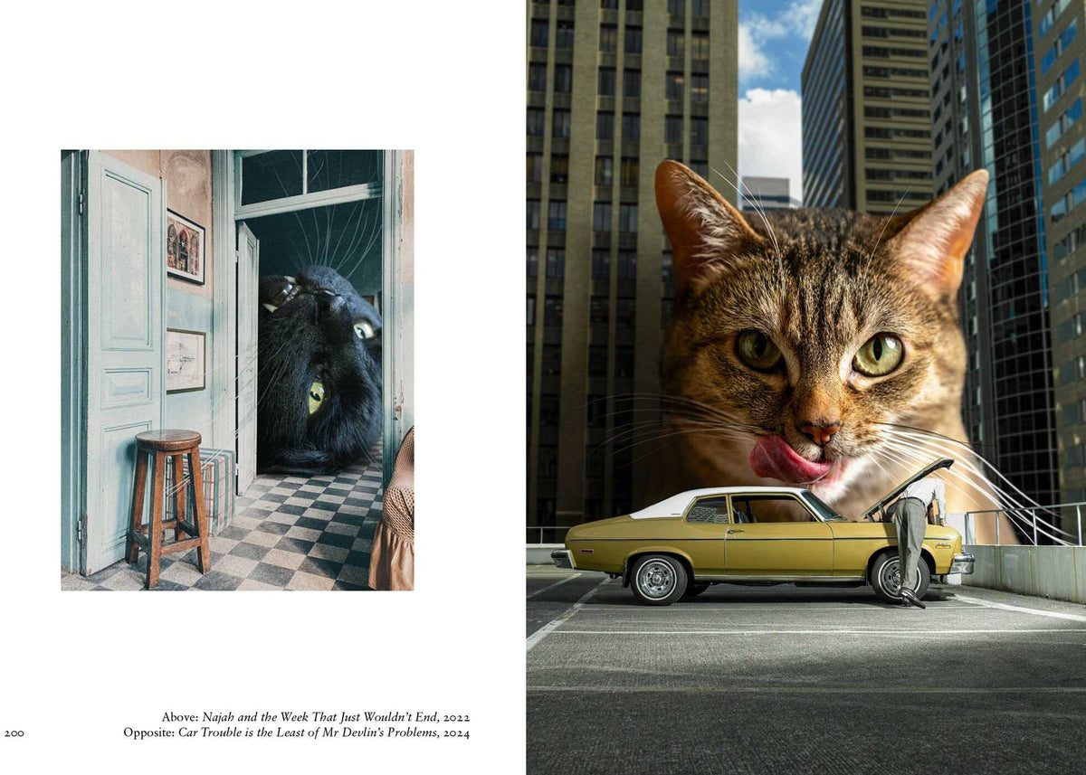 New Photography Of The Cat