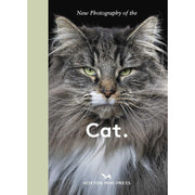 New Photography Of The Cat
