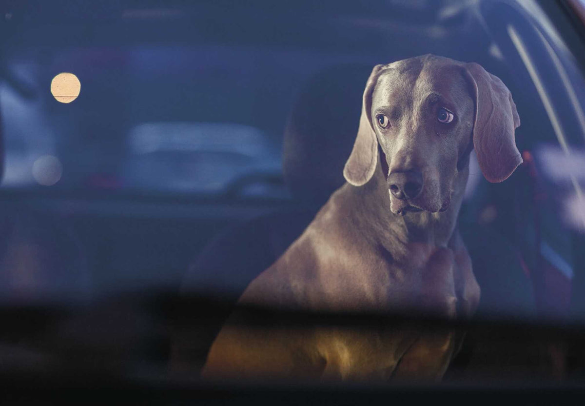New Photography Of The Dog