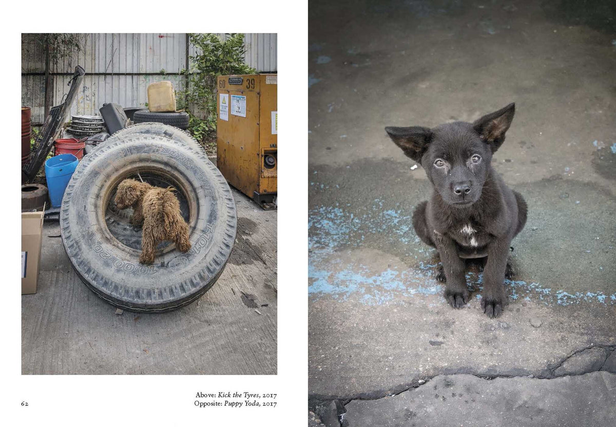 New Photography Of The Dog