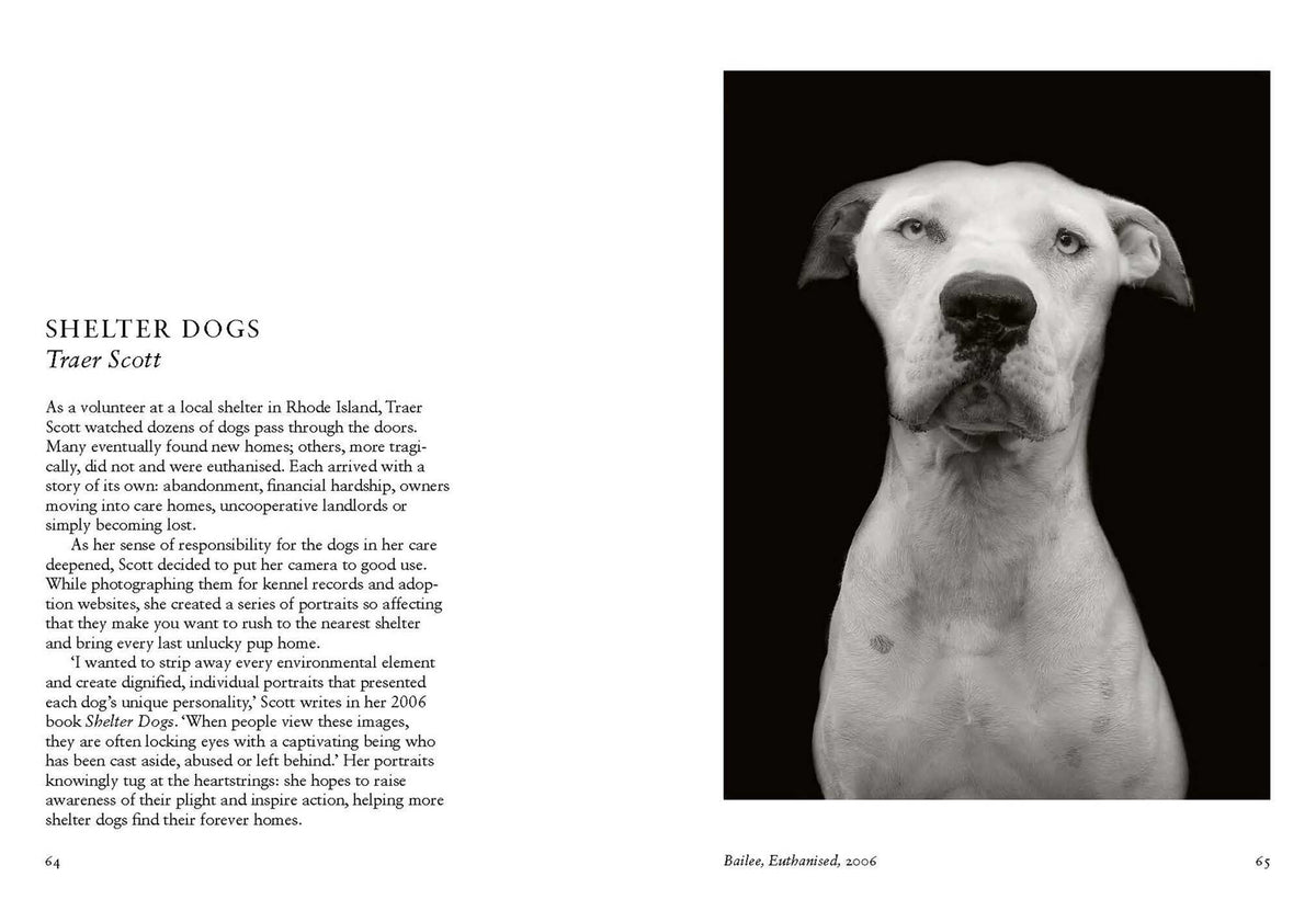New Photography Of The Dog
