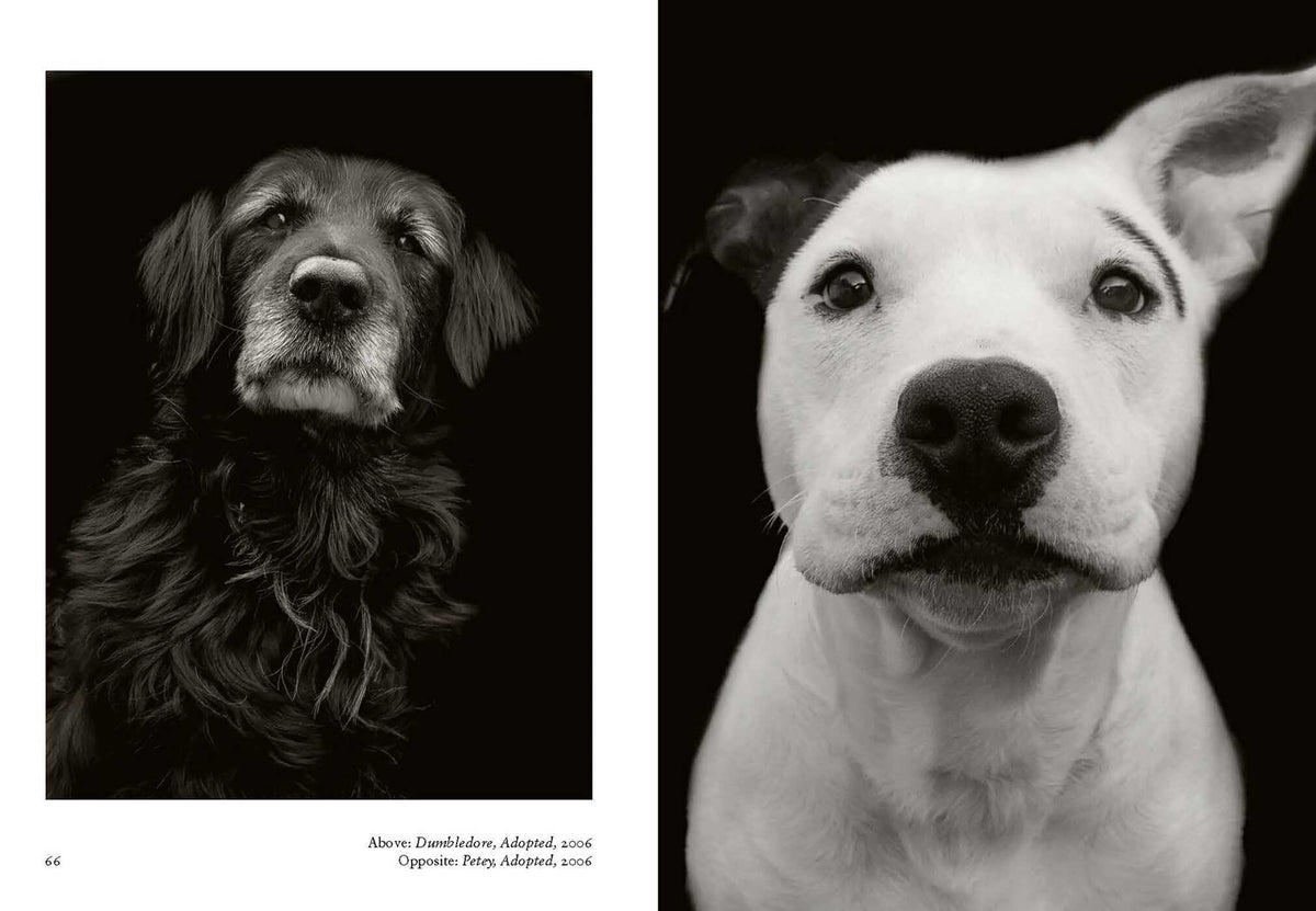 New Photography Of The Dog