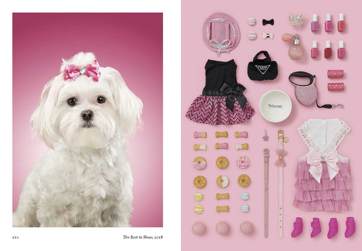 New Photography Of The Dog