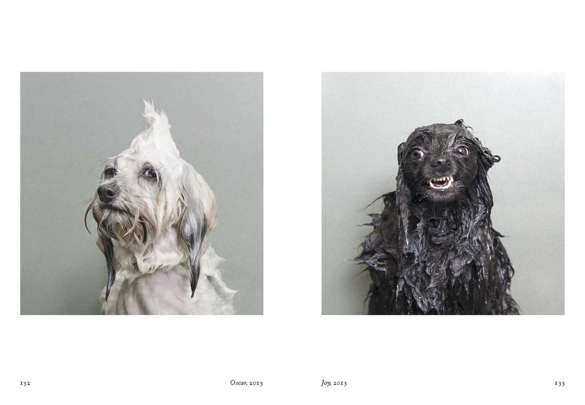 New Photography Of The Dog