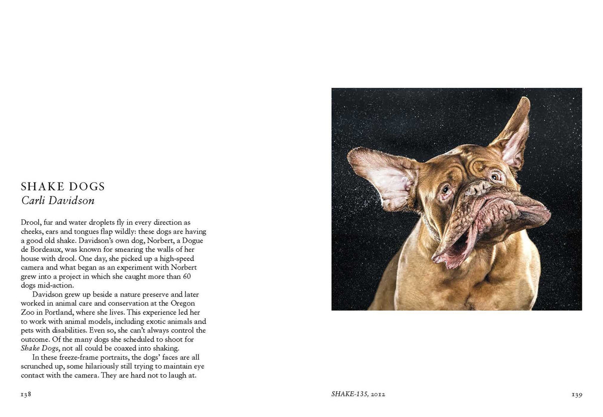 New Photography Of The Dog