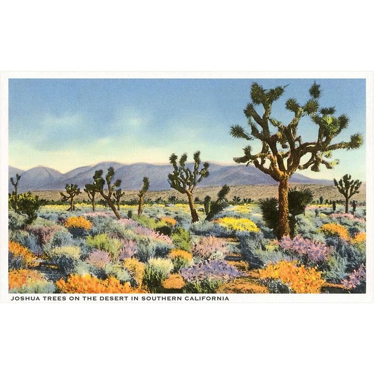 Joshua Trees In Desert Postcard - Just Fabulous Palm Springs
