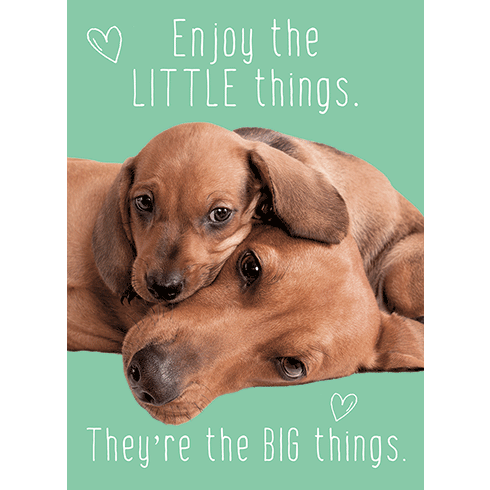 Fur Little Things New Baby Greeting Card