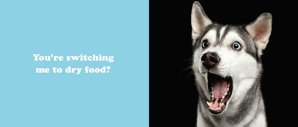 The Secret Thoughts Of Dogs - Just Fabulous Palm Springs