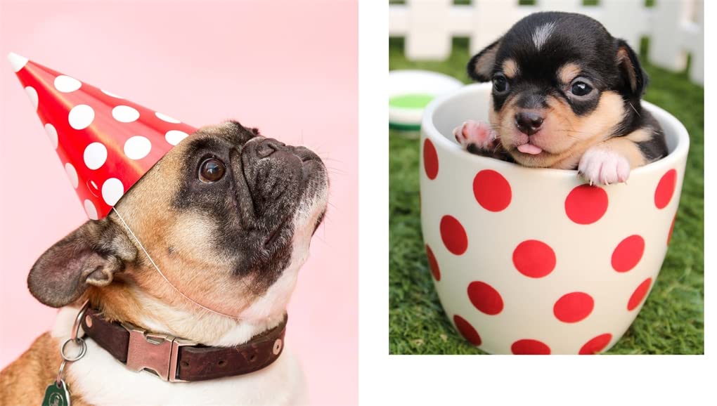 This Book Is Literally Just Pictures of Cute Animals That Will Make You Feel Better