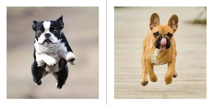 Cute Animals For Hard Times
