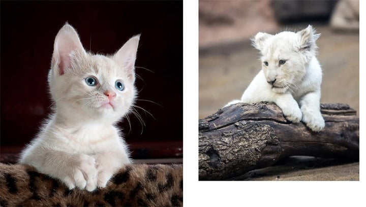 This Book Is Literally Just Pictures of Cute Animals That Will Make You Feel Better