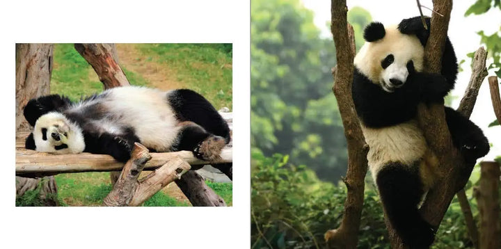 Cute Animals For Hard Times