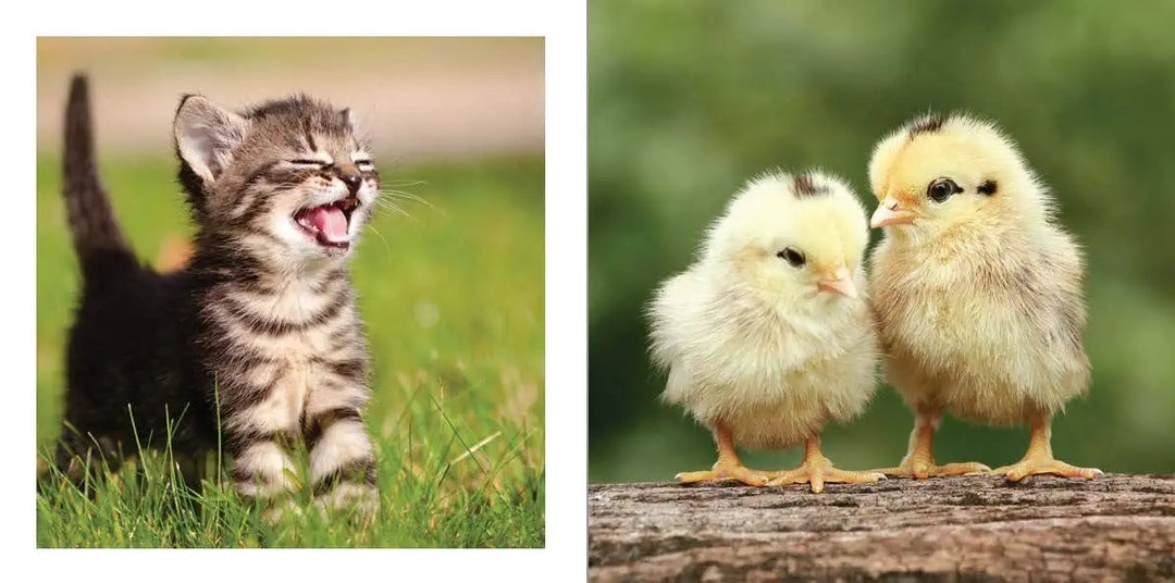 Cute Animals For Hard Times