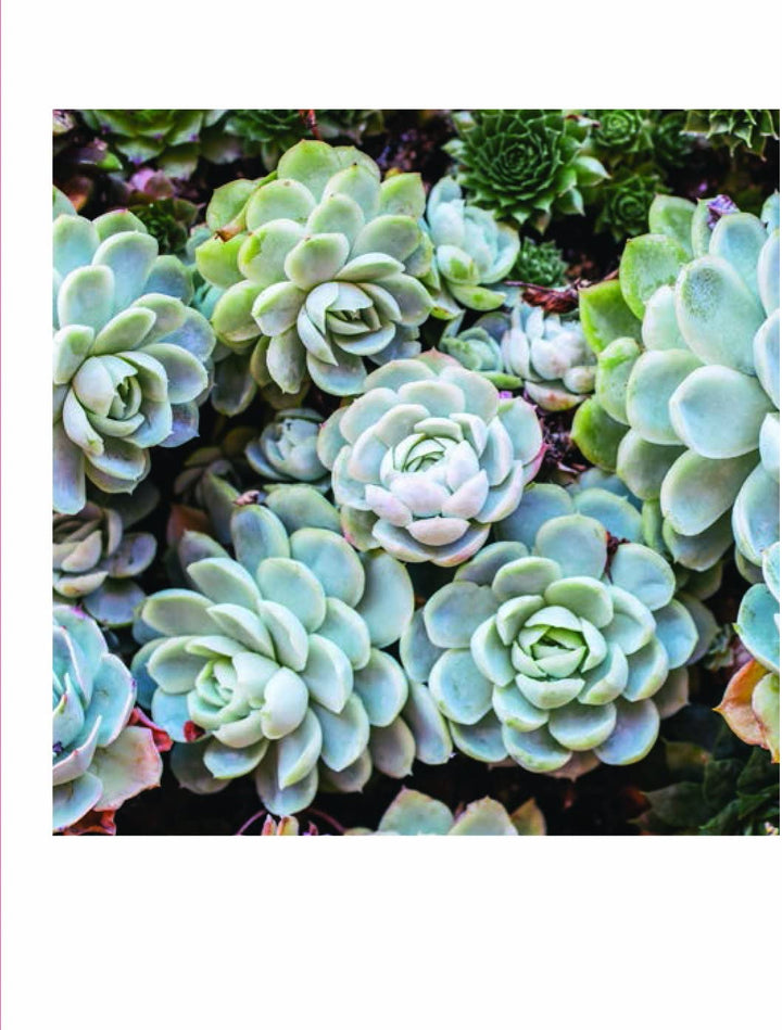 Succulent Garden: Notecards - Just Fabulous Palm Springs