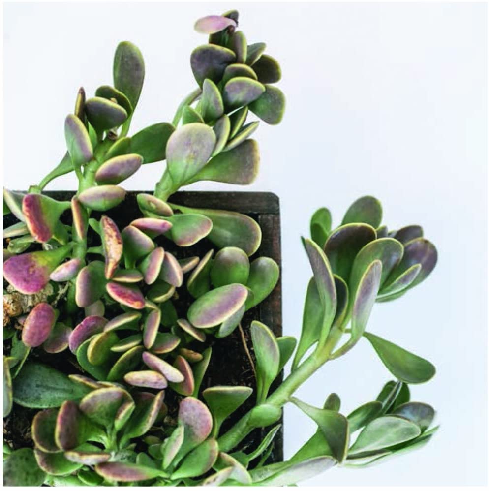 Succulent Garden: Notecards - Just Fabulous Palm Springs