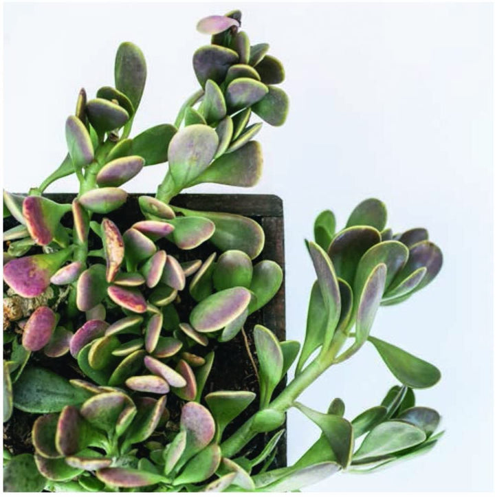 Succulent Garden: Notecards - Just Fabulous Palm Springs