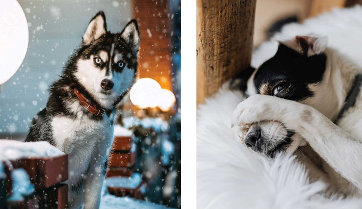 This Book Is Literally Just Pictures Of Animals Silently Judging You