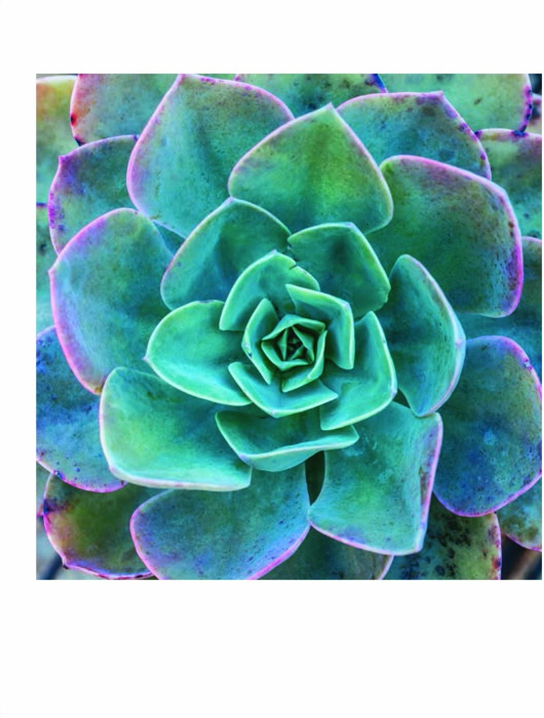 Succulent Garden: Notecards - Just Fabulous Palm Springs