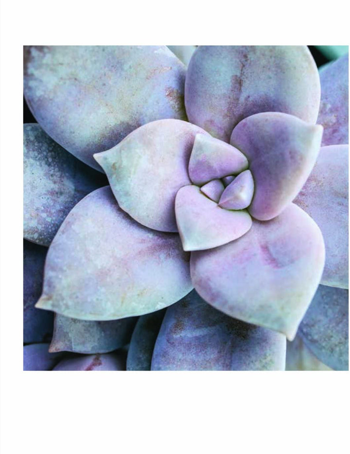 Succulent Garden: Notecards - Just Fabulous Palm Springs