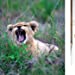 This Book Is Literally Just Pictures of Snoozy Animals That Will Make You Sleep Better