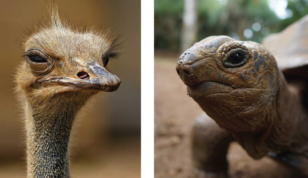 This Book Is Literally Just Pictures Of Animals Silently Judging You
