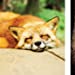 This Book Is Literally Just Pictures of Snoozy Animals That Will Make You Sleep Better