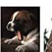 This Book Is Literally Just Pictures of Snoozy Animals That Will Make You Sleep Better