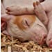 This Book Is Literally Just Pictures of Snoozy Animals That Will Make You Sleep Better
