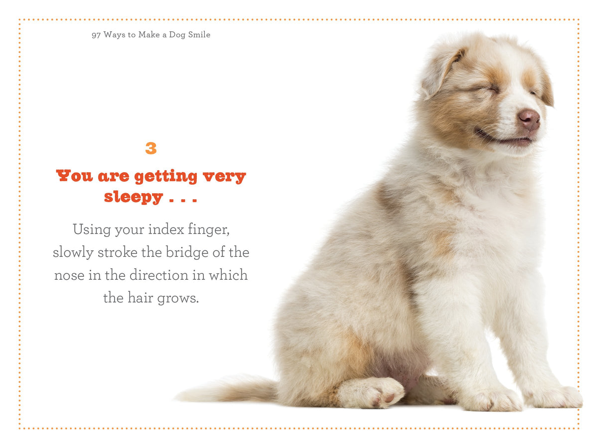 97 Ways To Make A Dog Smile - Just Fabulous Palm Springs
