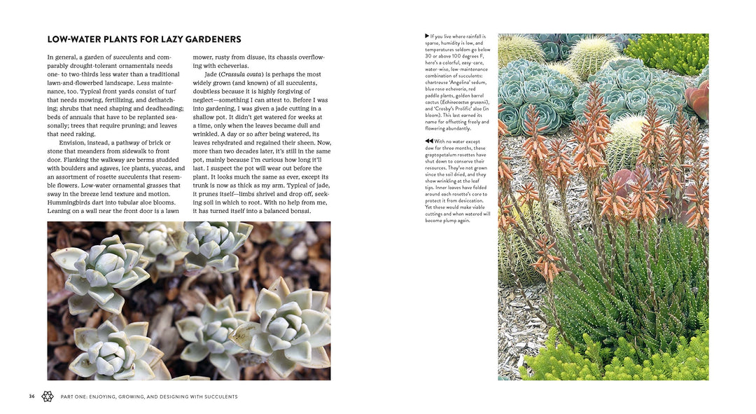 Succulents Simplified - Just Fabulous Palm Springs