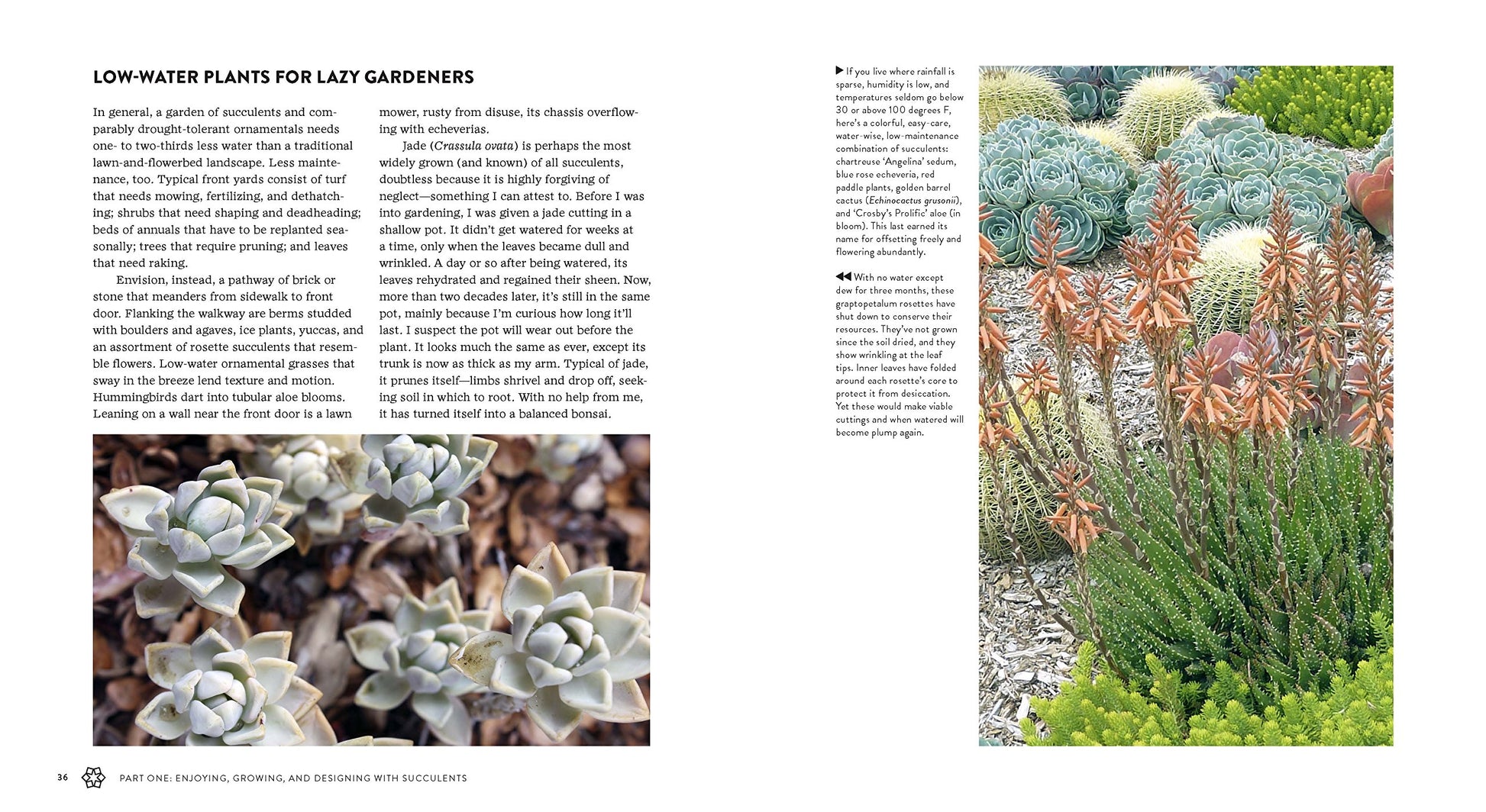 Succulents Simplified - Just Fabulous Palm Springs