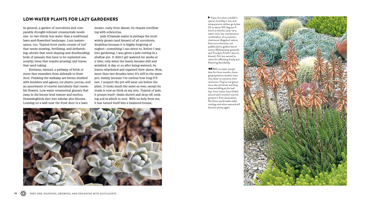 Succulents Simplified - Just Fabulous Palm Springs