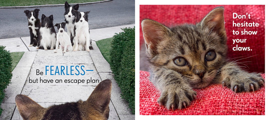 Really Important Stuff My Cat Has Taught Me